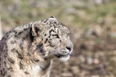 Wildlife Safari Tour Package